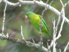 Brotogeris jugularis