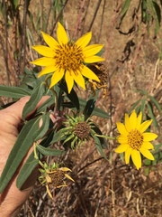 Helianthus californicus