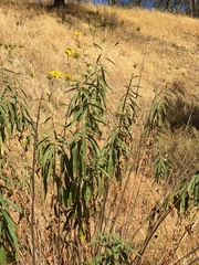 Helianthus californicus