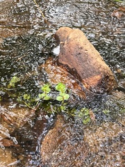 Rotala rotundifolia