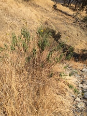 Helianthus californicus