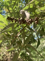Vitex agnus-castus