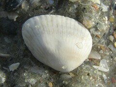 Arcoidea