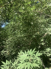 Vitex agnus-castus