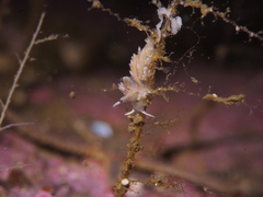 Rubramoena rubescens