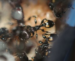 Podomyrma maculiventris