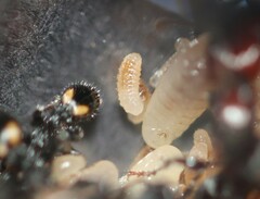 Podomyrma maculiventris