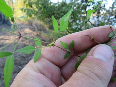 Bidens discoidea