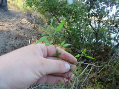 Bidens discoidea