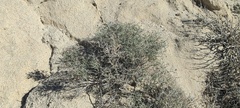 Psorothamnus polydenius