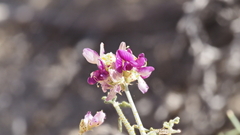Psorothamnus polydenius