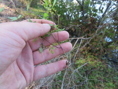 Bidens discoidea