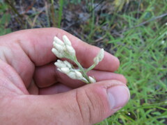 Pseudognaphalium helleri