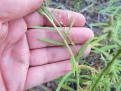 Pseudognaphalium helleri