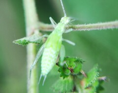 Oecanthus