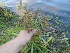 Rhynchospora corniculata