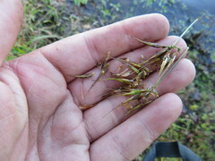 Rhynchospora corniculata