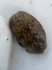 Bulla occidentalis