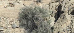 Psorothamnus polydenius