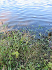 Rhynchospora corniculata