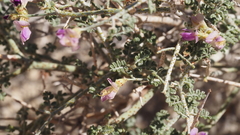 Psorothamnus polydenius