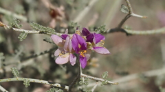 Psorothamnus polydenius