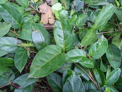 Parsonsia alboflavescens