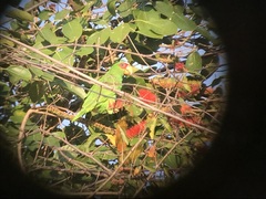 Amazona albifrons