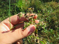Ludwigia pilosa