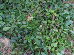 Parsonsia alboflavescens