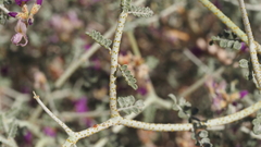 Psorothamnus polydenius