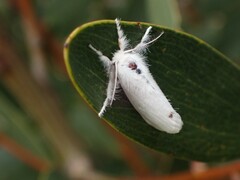 Omnivorous Tussock Moth