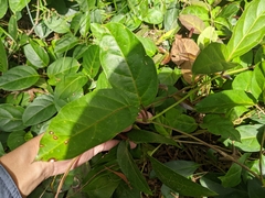 Parsonsia alboflavescens