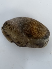Bulla occidentalis