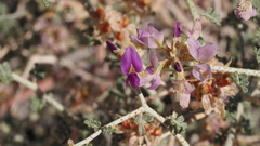 Psorothamnus polydenius