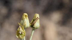Asclepias subulata