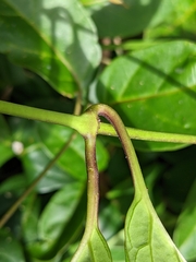 Parsonsia alboflavescens