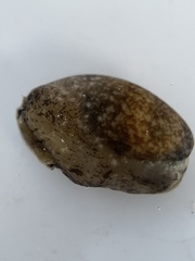 Bulla occidentalis