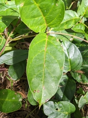 Parsonsia alboflavescens