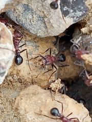 Amoimyrmex