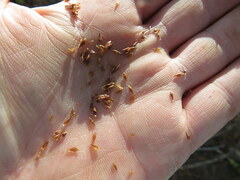Rhynchospora glomerata