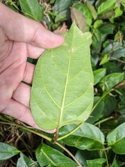 Parsonsia alboflavescens