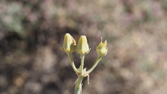 Asclepias subulata