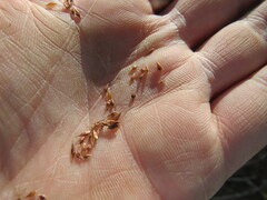 Rhynchospora glomerata