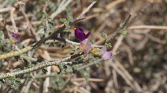 Psorothamnus polydenius