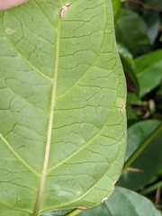 Parsonsia alboflavescens