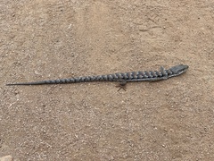 Elgaria multicarinata webbii