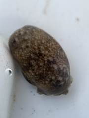 Bulla occidentalis