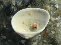 Arcoidea