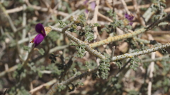 Psorothamnus polydenius